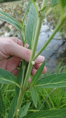 Asclepias incarnata incarnata