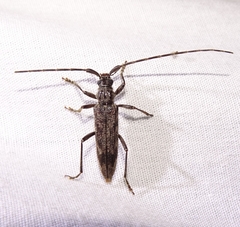 Elytrimitatrix undata