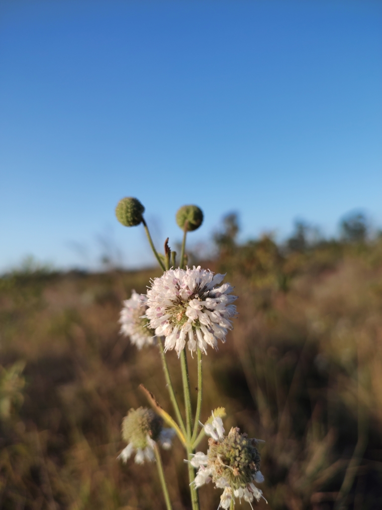 Cyanocephalus tacianae