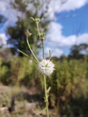 Cyanocephalus tacianae
