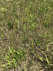 Solidago rigida glabrata