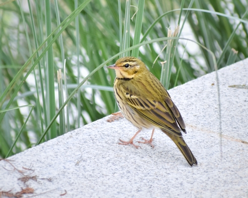 Olive-backed Pipit (Anthus hodgsoni), photo 9
