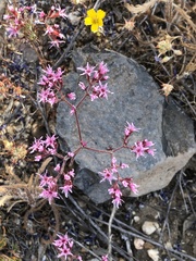 Chorizanthe fimbriata