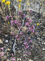 Chorizanthe fimbriata