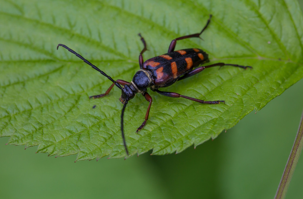 hornet beetle