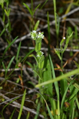 Myosotis verna