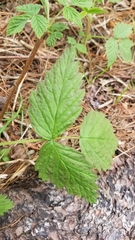 Rubus croceacanthus