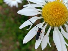 Phytoecia rufiventris