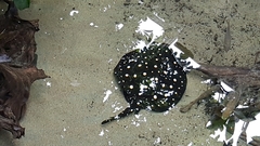 Potamotrygon leopoldi