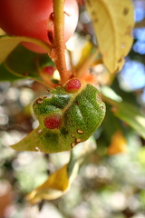 Dryocosmus juliae