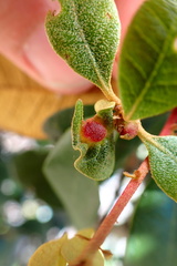 Dryocosmus juliae