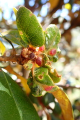 Dryocosmus juliae