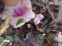 Diabrotica porracea