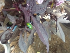 Diabrotica porracea