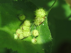 Dasineura crataegibedeguar