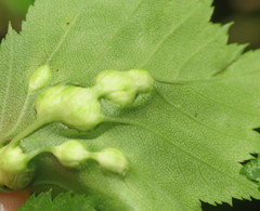Dasineura crataegibedeguar