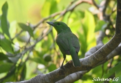 Vireolanius pulchellus