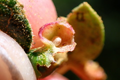 Dryocosmus juliae
