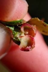 Dryocosmus juliae