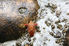 Elasmucha fengkainica