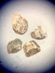 Mentzelia montana
