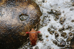 Elasmucha fengkainica