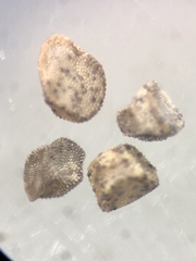 Mentzelia montana