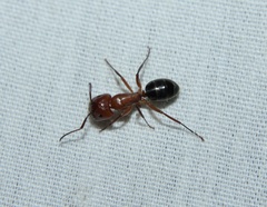 Camponotus discolor