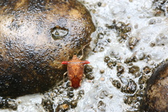 Elasmucha fengkainica