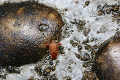 Elasmucha fengkainica