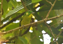 Vireolanius pulchellus