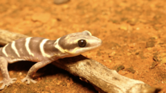 Oedura cincta