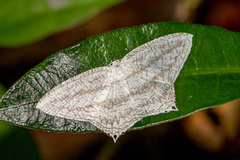 Acropteris ciniferaria