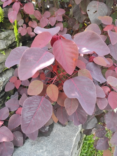 Euphorbia cotinifolia