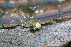 Diaea subdola