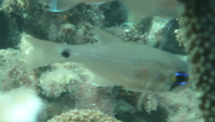 Ostorhinchus notatus