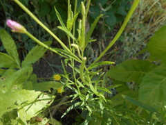 Epilobium lanceolatum