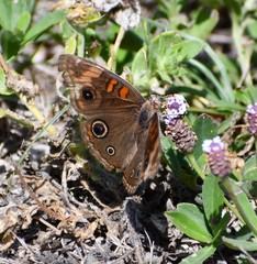 Junonia stemosa
