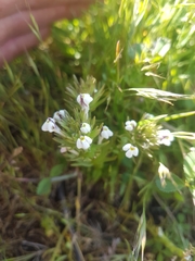 Triphysaria versicolor
