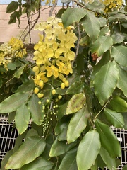 Cassia fistula