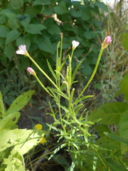 Epilobium lanceolatum