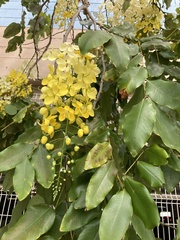 Cassia fistula