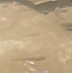 Rhinichthys atratulus