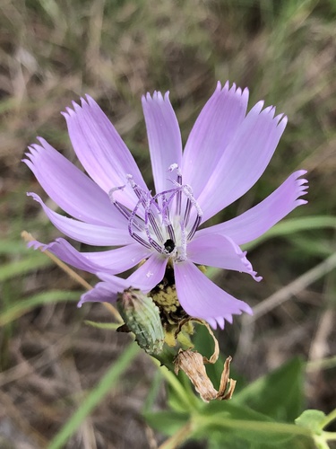 lygodesmia texana