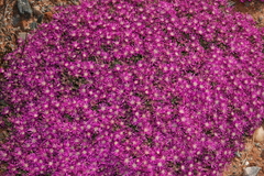 Drosanthemum oculatum