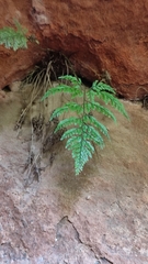 Davallia griffithiana