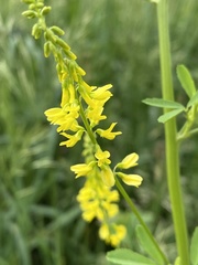 Melilotus officinalis