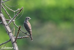 Cotinga amabilis