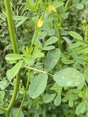 Melilotus officinalis