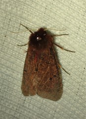 Phragmatobia assimilans